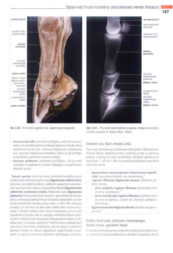 Anatomie domácích savců 1. díl v PDF - foto 20