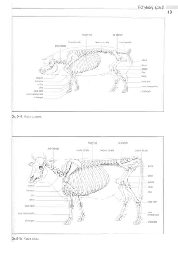 Anatomie domácích savců 1. díl v PDF - foto 10