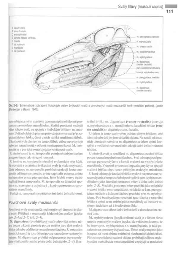 Anatomie domácích savců 1. díl v PDF - foto 18