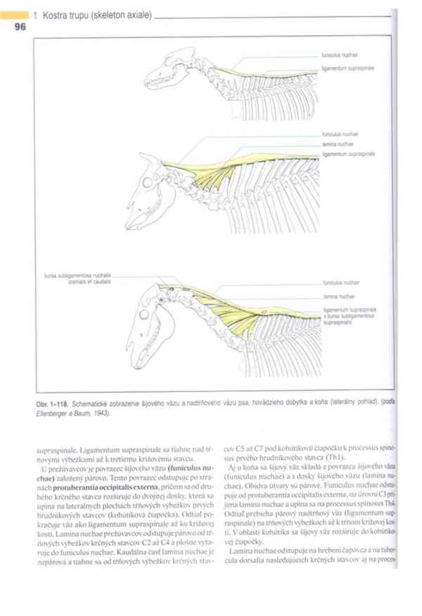 Anatomie domácích savců 1. díl v PDF - foto 17