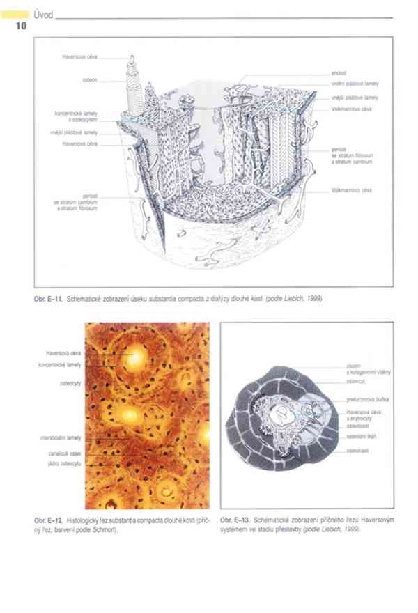 Anatomie domácích savců 1. díl v PDF - foto 9