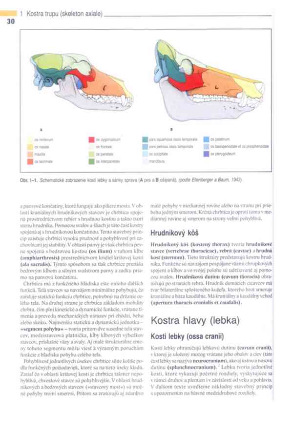 Anatomie domácích savců 1. díl v PDF - foto 13