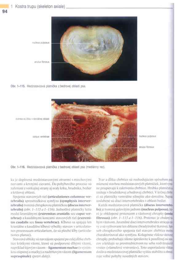 Anatomie domácích savců 1. díl v PDF - foto 16