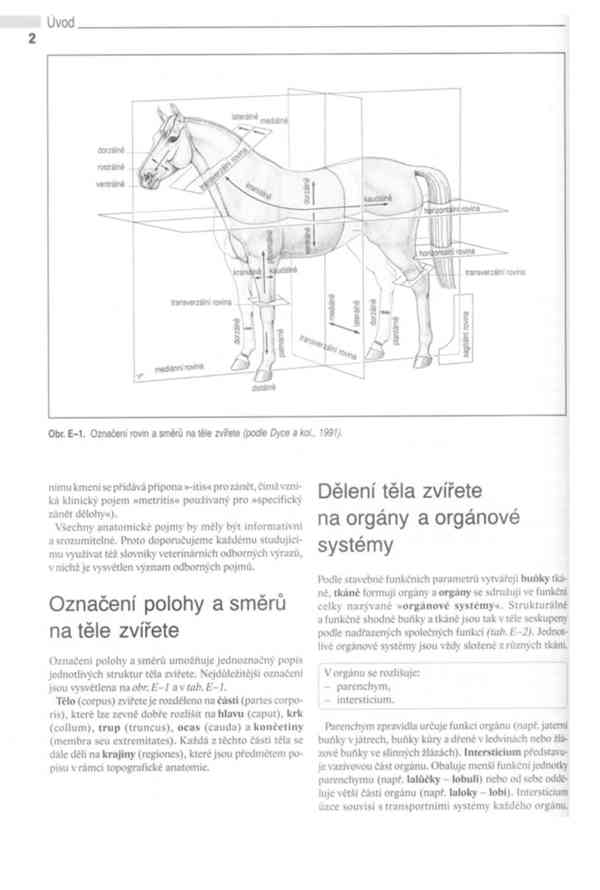 Anatomie domácích savců 1. díl v PDF - foto 6