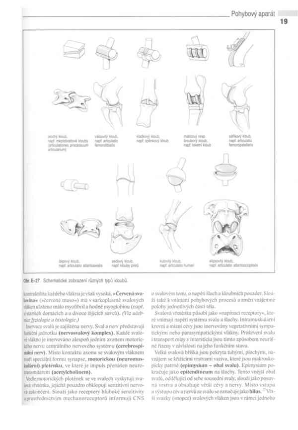 Anatomie domácích savců 1. díl v PDF - foto 11