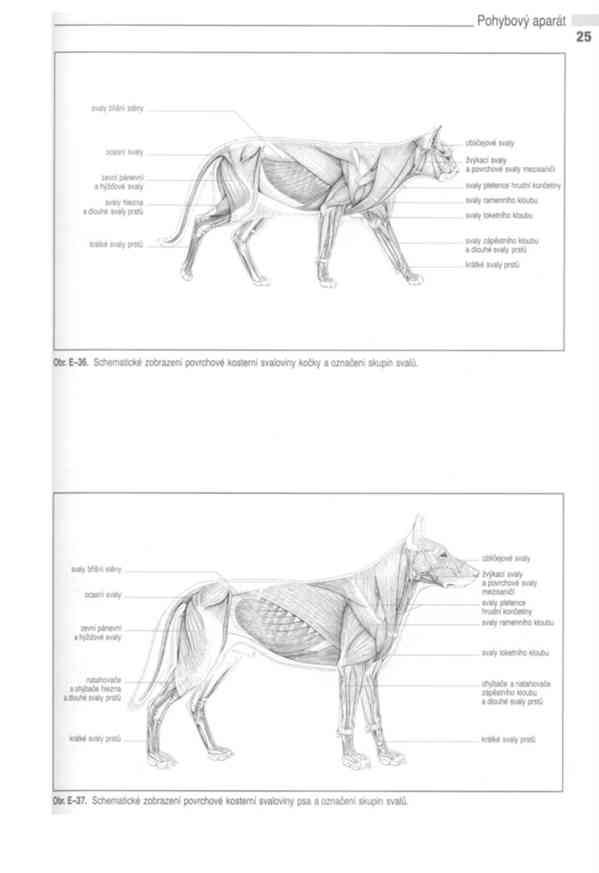 Anatomie domácích savců 1. díl v PDF - foto 12