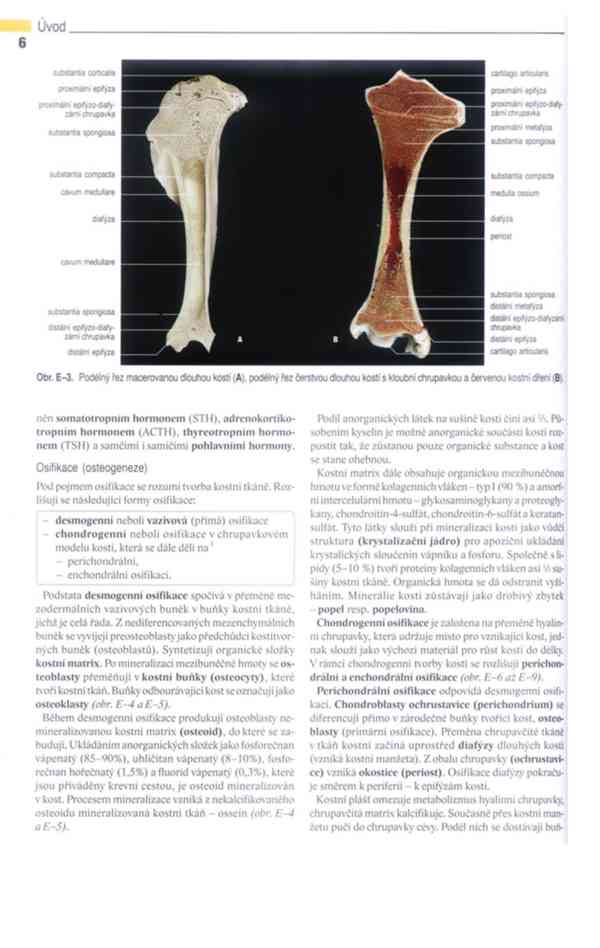 Anatomie domácích savců 1. díl v PDF - foto 7