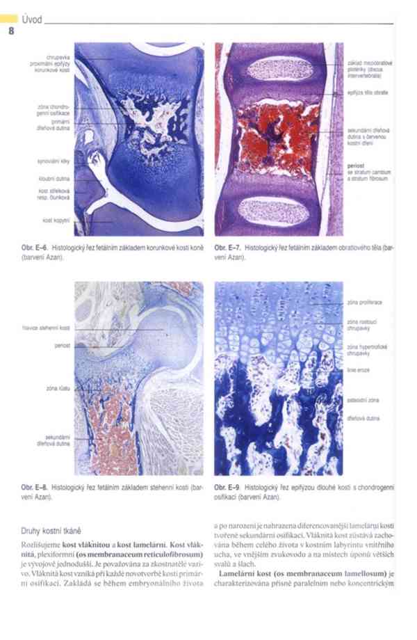 Anatomie domácích savců 1. díl v PDF - foto 8