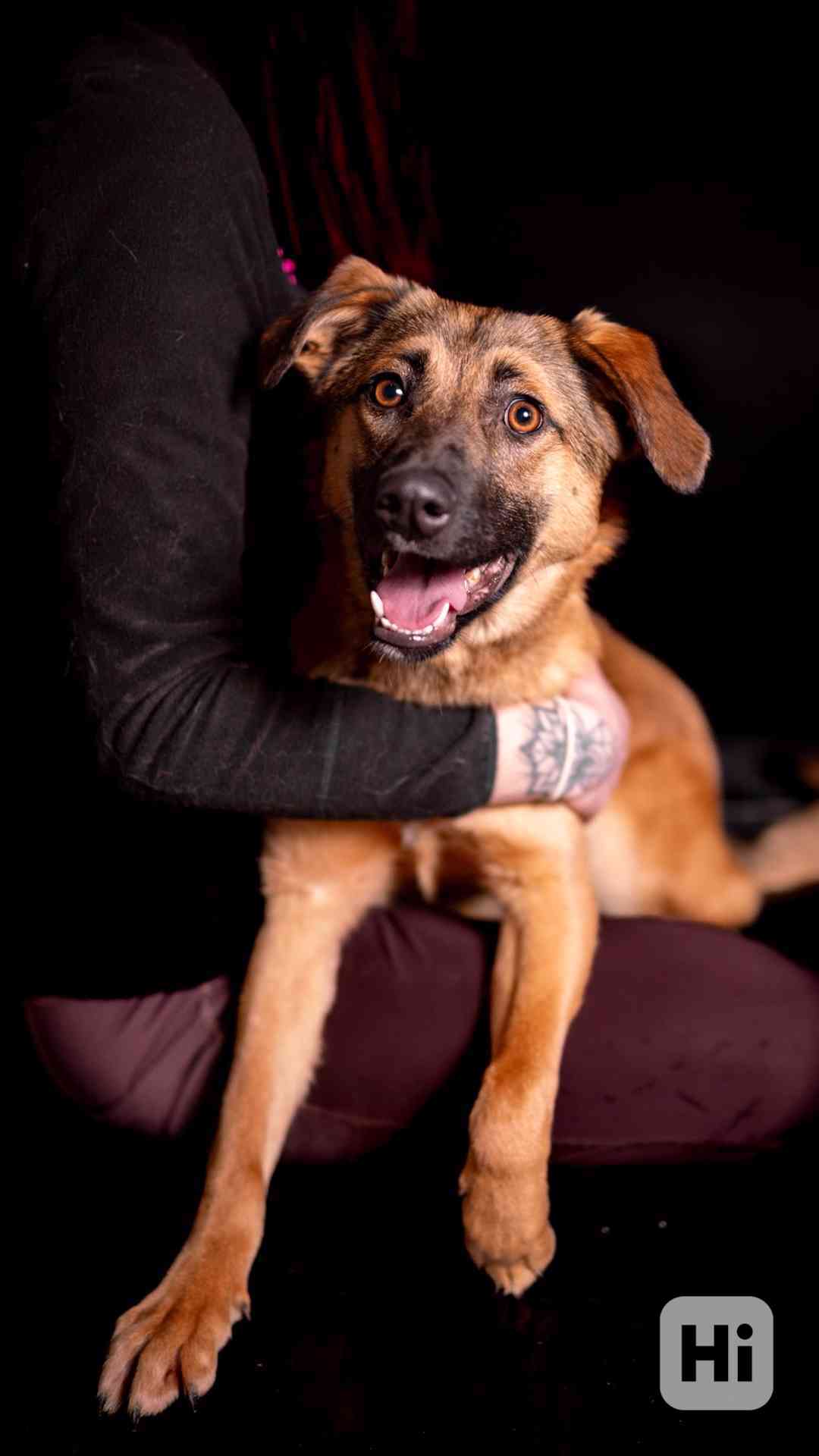 Nora - hodná aktivní holka, kříženec, 11 měsíců  - foto 1