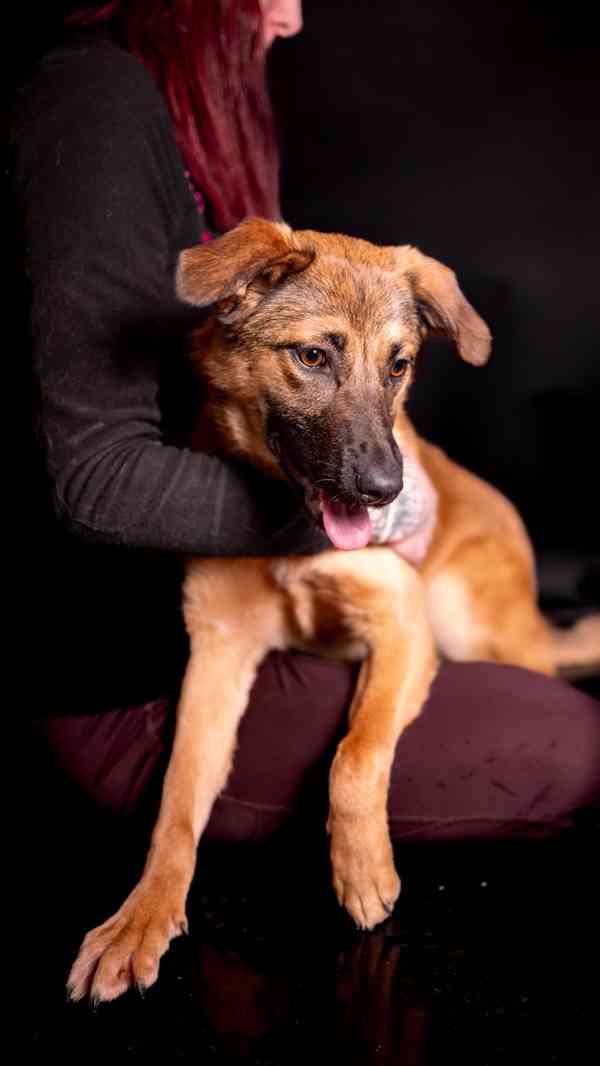 Nora - hodná aktivní holka, kříženec, 11 měsíců  - foto 4