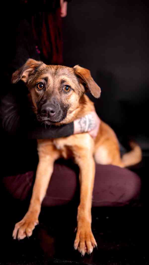 Nora - hodná aktivní holka, kříženec, 11 měsíců  - foto 6