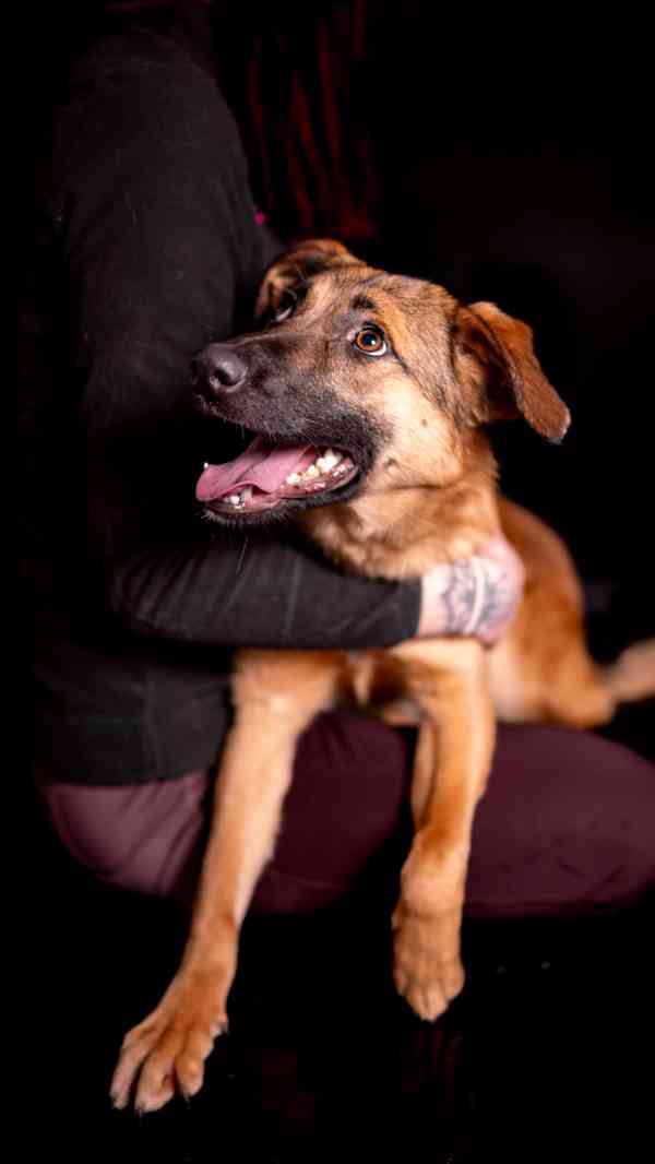 Nora - hodná aktivní holka, kříženec, 11 měsíců  - foto 3