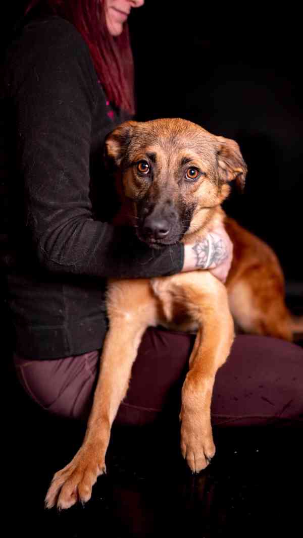 Nora - hodná aktivní holka, kříženec, 11 měsíců  - foto 5