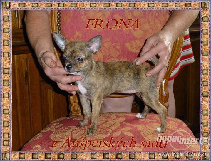 ČIVAVA krátkosrstá s PP- fenka - foto 1