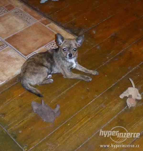 ČIVAVA krátkosrstá s PP- fenka - foto 2