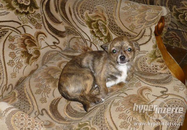 ČIVAVA krátkosrstá s PP- fenka - foto 3