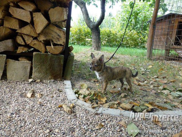 ČIVAVA krátkosrstá s PP- fenka - foto 4