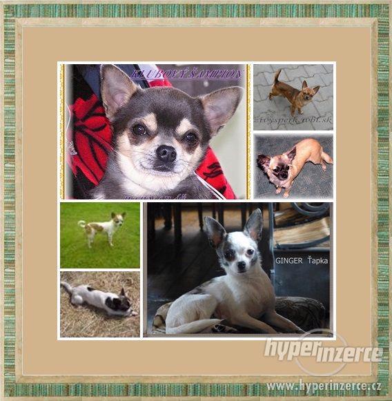 ČIVAVA krátkosrstá s PP- fenka - foto 5