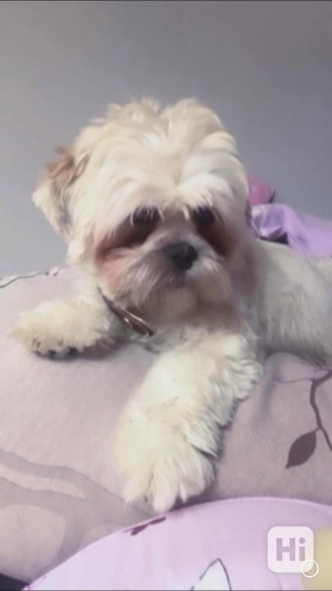 Krytí Lhasa Apso - foto 1