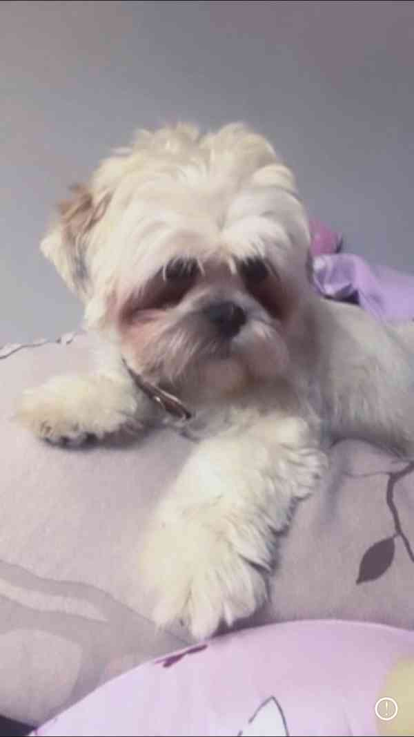 Krytí Lhasa Apso - foto 1