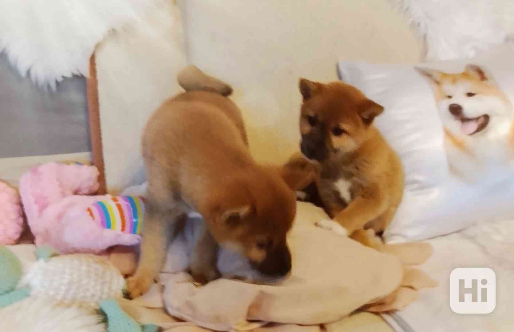 Shiba Inu  - foto 1