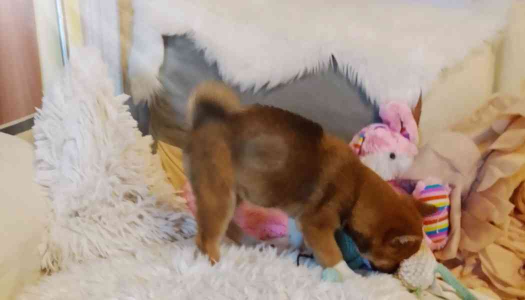 Shiba Inu  - foto 3