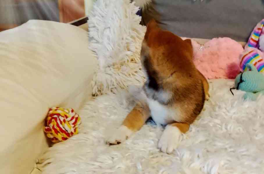 Shiba Inu  - foto 2
