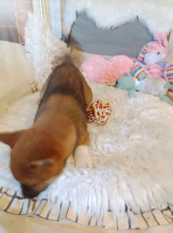 Shiba Inu  - foto 4