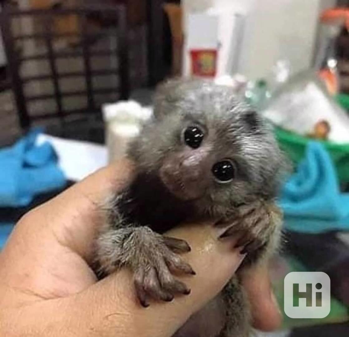 Roztomilí prstíčci k dispozici - foto 1