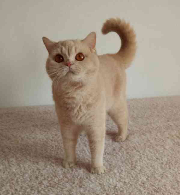 Britská krémová kočka s PP - foto 2