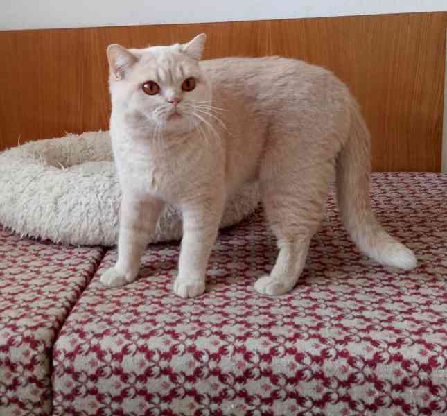 Britská krémová kočka s PP - foto 3
