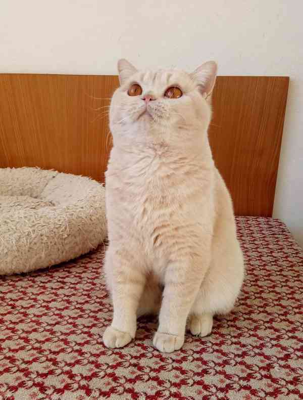 Britská krémová kočka s PP - foto 2