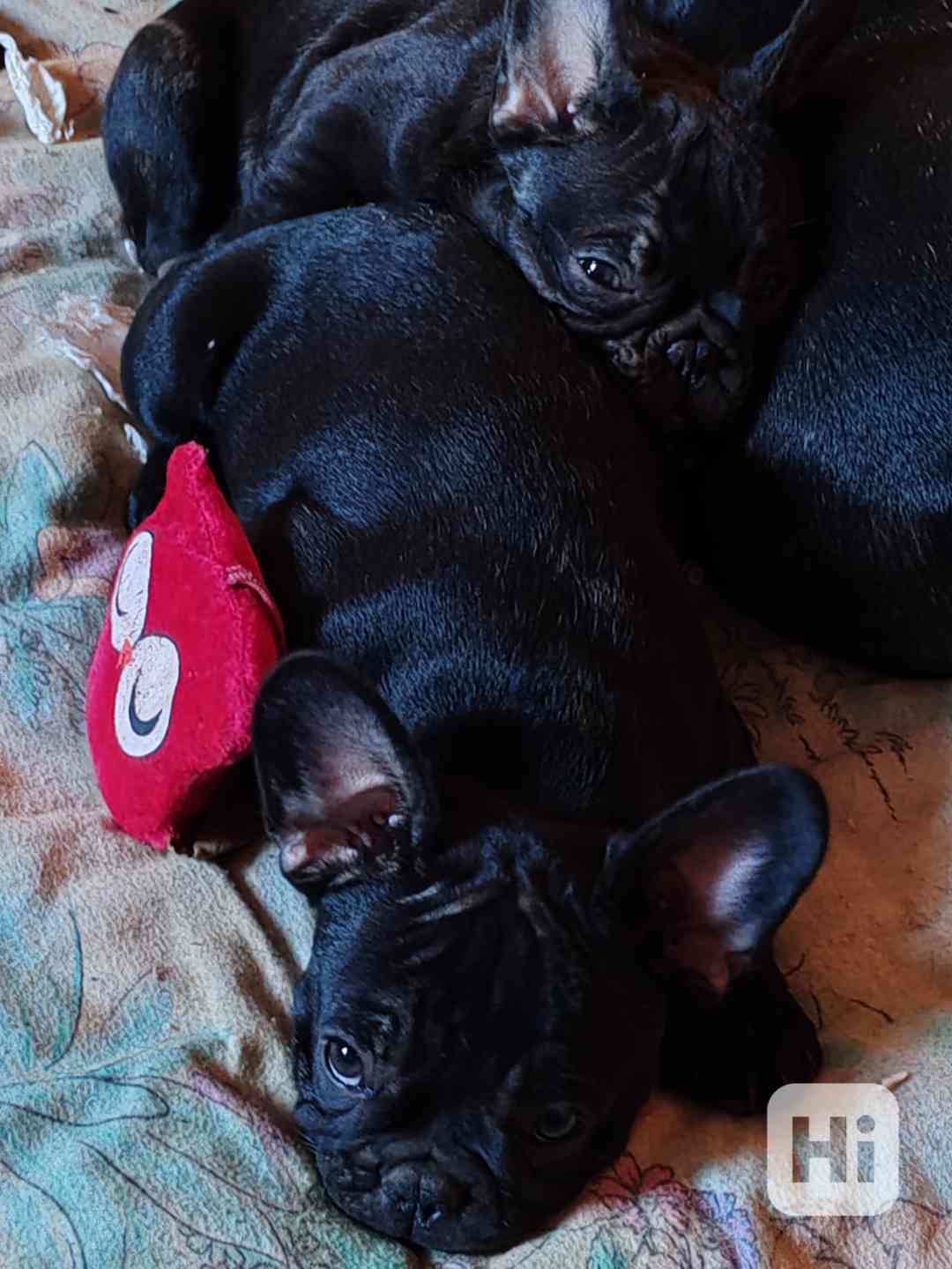 Francouzský buldoček štěňata s PP  - foto 1