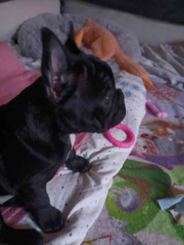 Francouzský buldoček štěňata s PP  - foto 4