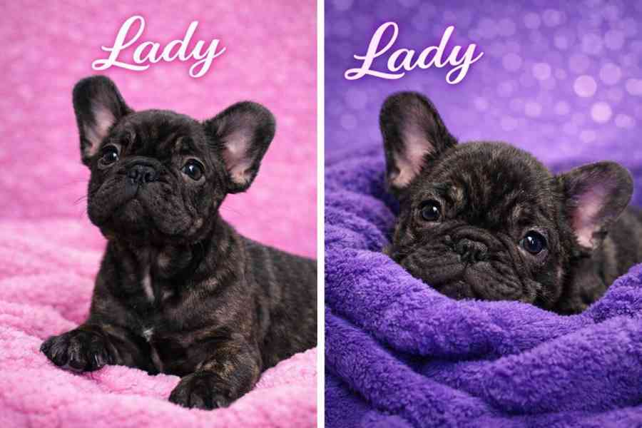 Francouzský buldoček štěňata s PP  - foto 6