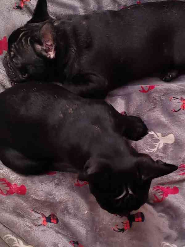 Francouzský buldoček štěňata s PP  - foto 3