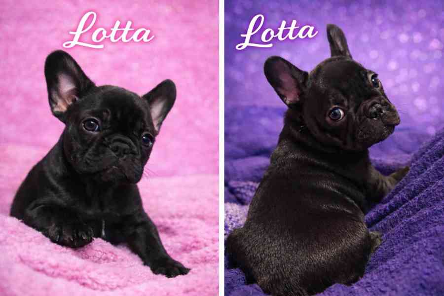 Francouzský buldoček štěňata s PP  - foto 5