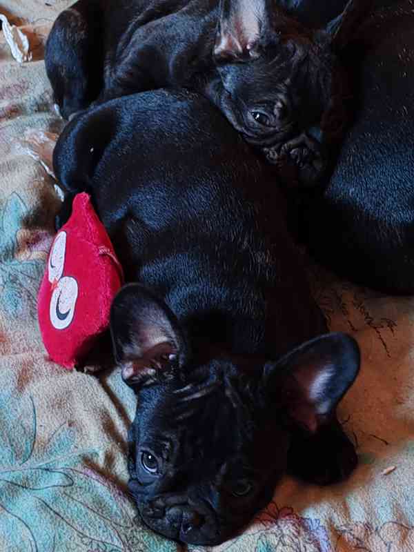 Francouzský buldoček štěňata s PP 