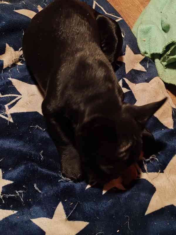 Francouzský buldoček štěňata s PP  - foto 2