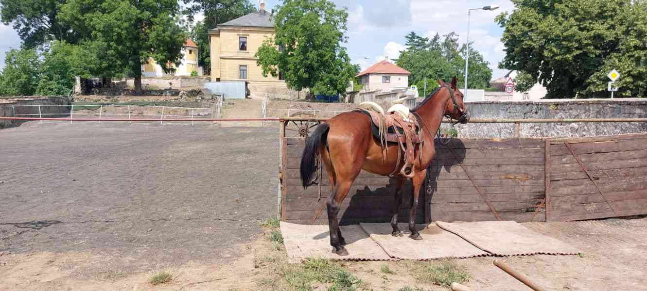 Prodám Kobylu - foto 3