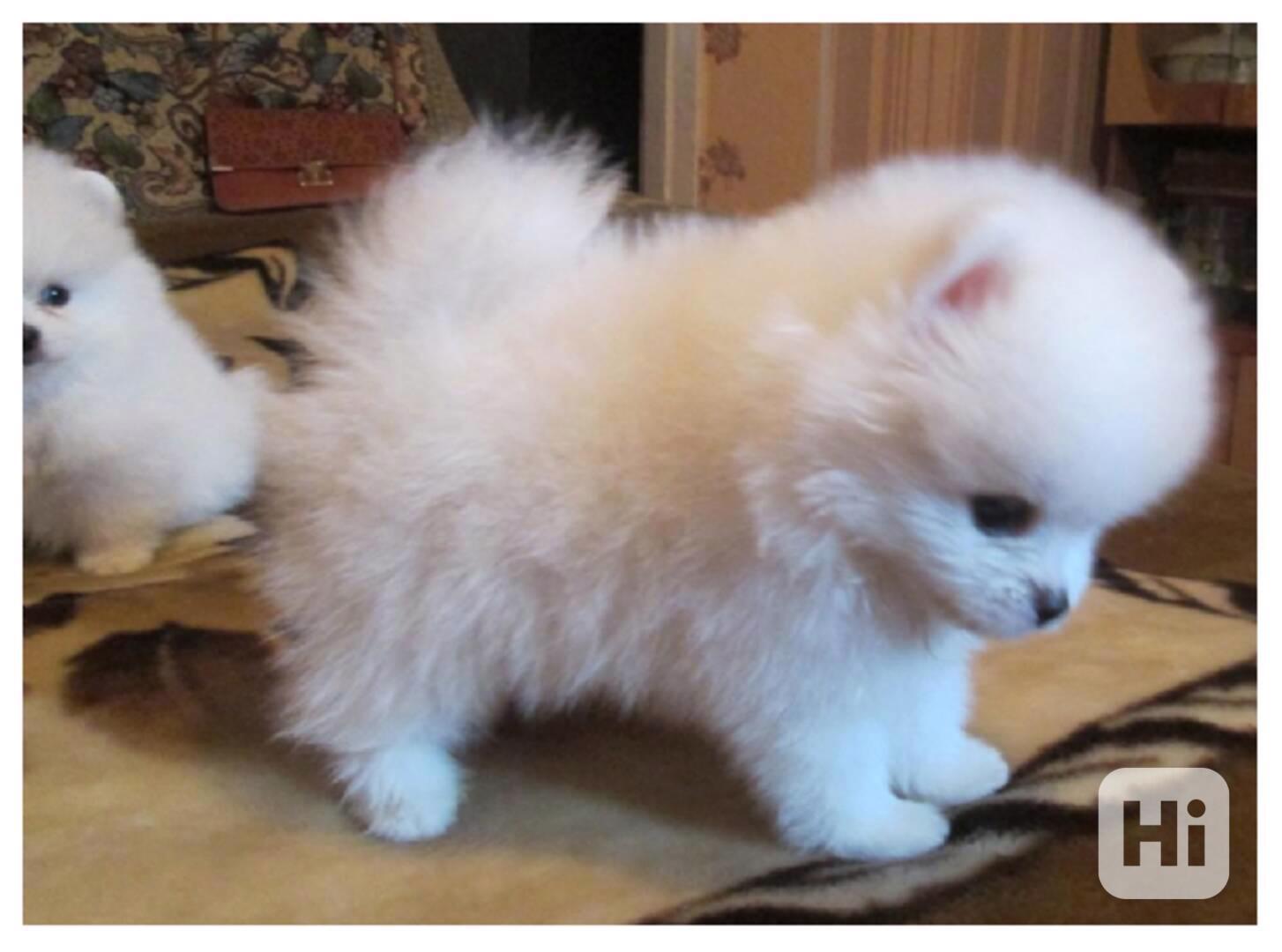 Štěňata pomeranianů s pp - foto 1