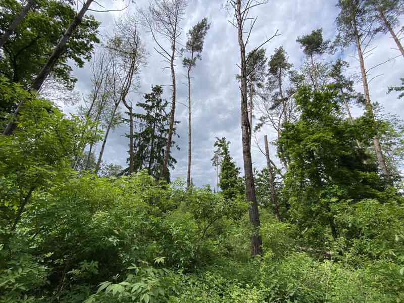 Lesní pozemek Lštění nad Zubřinou - foto 3