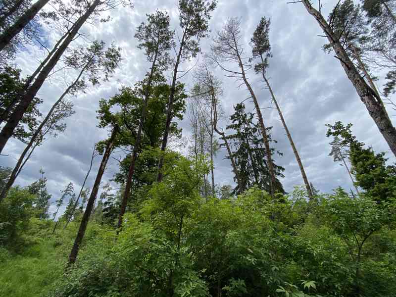 Lesní pozemek Lštění nad Zubřinou - foto 4