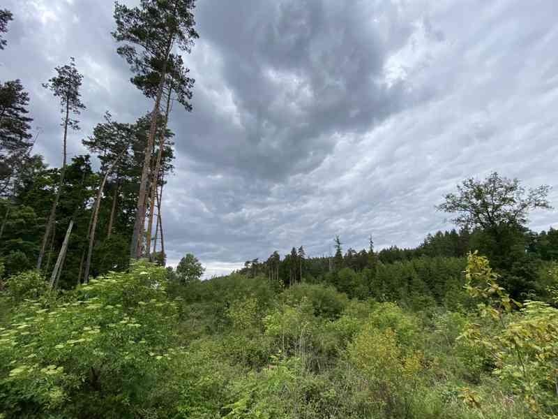 Lesní pozemek Lštění nad Zubřinou - foto 8