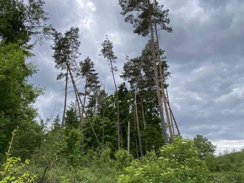 Lesní pozemek Lštění nad Zubřinou - foto 7