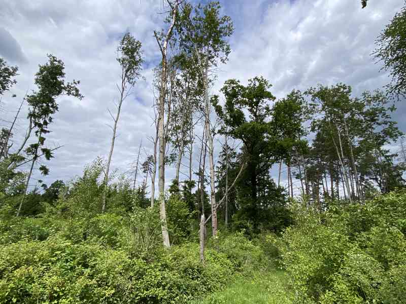 Lesní pozemek Lštění nad Zubřinou