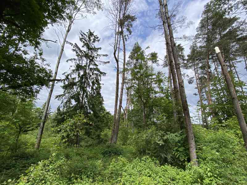 Lesní pozemek Lštění nad Zubřinou - foto 2