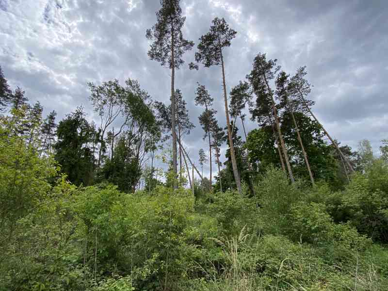 Lesní pozemek Lštění nad Zubřinou - foto 9