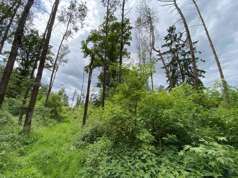 Lesní pozemek Lštění nad Zubřinou - foto 5