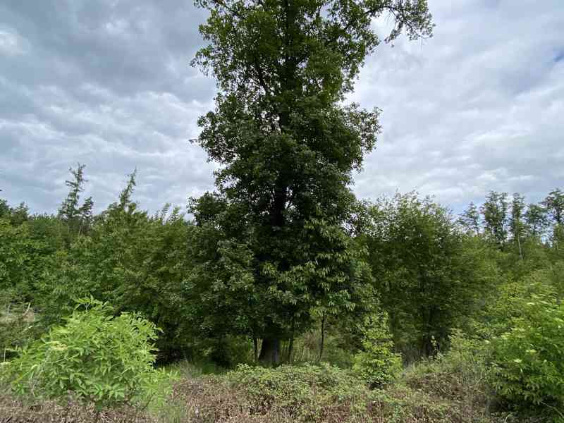 Lesní pozemek Lštění nad Zubřinou - foto 10